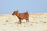 PINSCHER NAIN 051